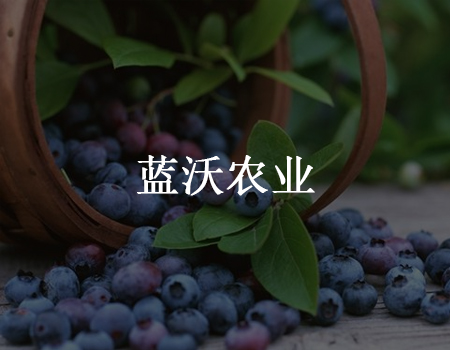【到店小程序案例】40天蓝莓季获800+储值会员，蓝沃农业10倍放大线下流量价值